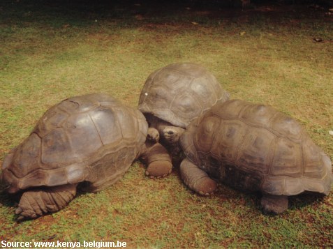 pictures of kenyan animals. Animal Meeting @ Kenya